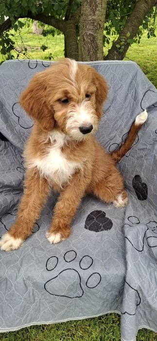Goldendoodle f1 standard