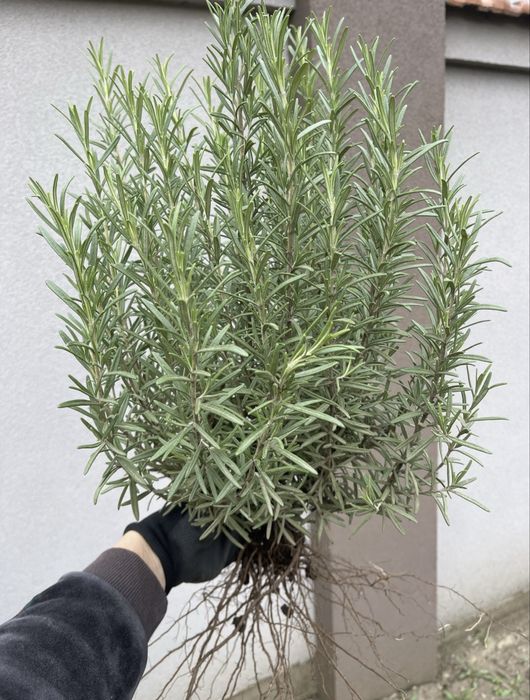 Розмарин зимуючий