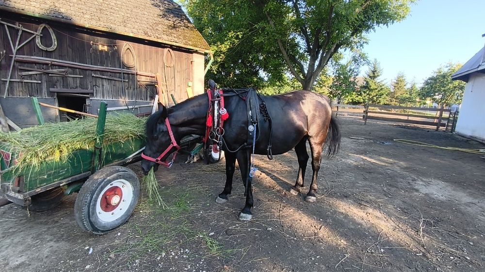 Klacz Śląska kara