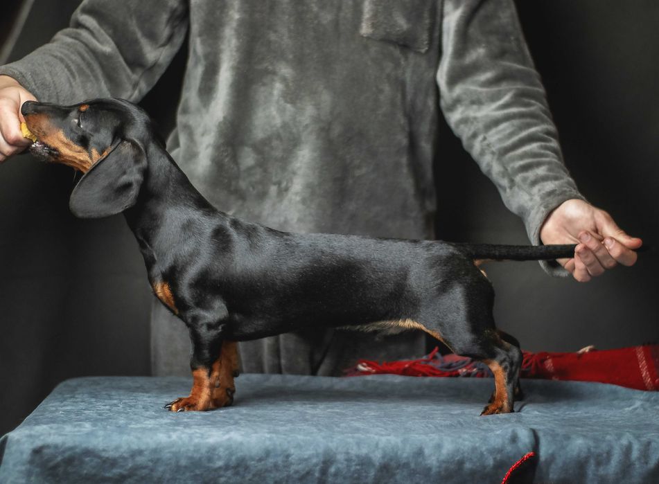 Перспективні цуценята такси міні