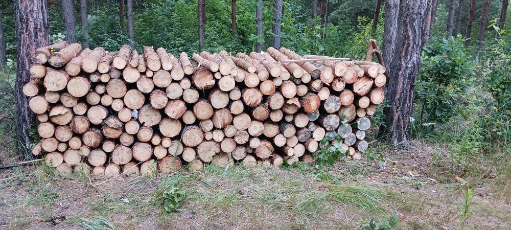 Drewno opałowe sosnowe ułożone w stosy