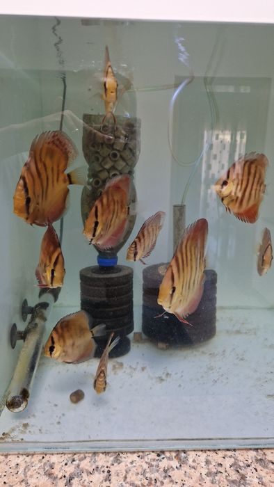 Discus juvenis red cover e turquesa