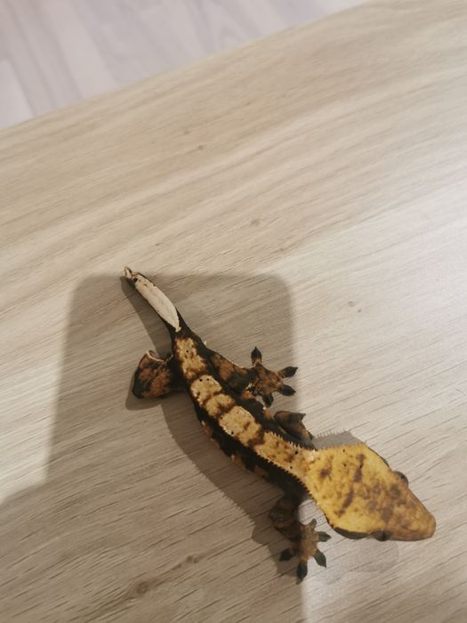 Gekon orzęsiony samiec