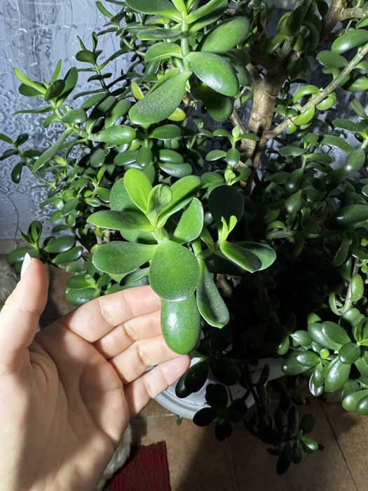 Грошове дерево 115 см