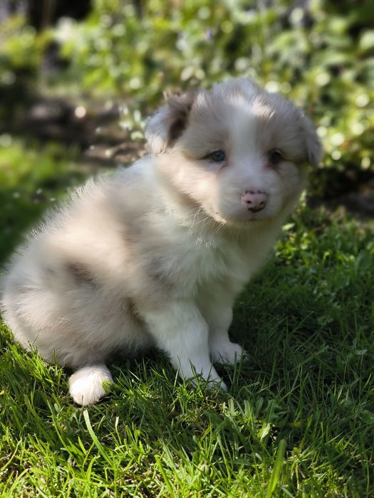 Border collie ZKWP FCI piesek red merle