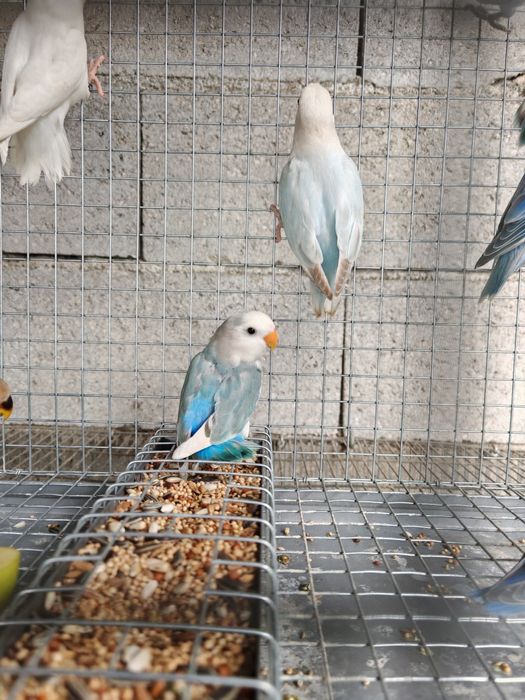 Agapornis Roseicollis