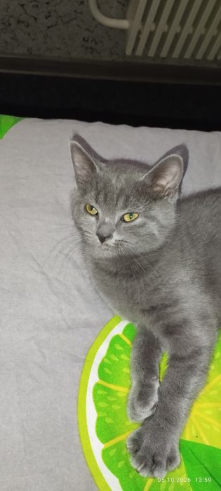 Продам Шотландські Британських кошенят,,, остався один котик 800гр. В луток ходить сам! Народились 08.07.2026,