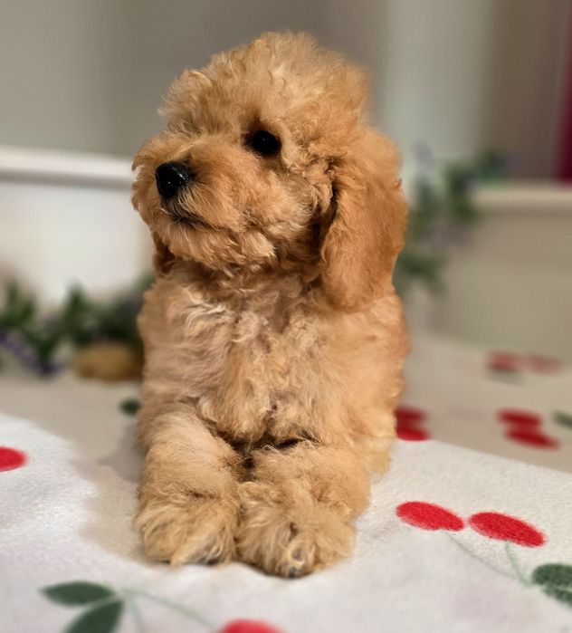 Piesek mini goldendoodle