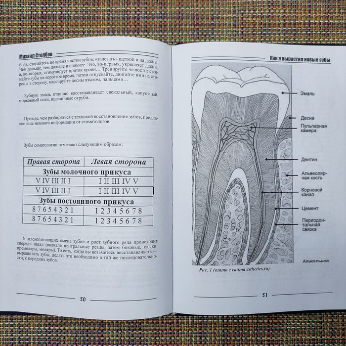 Как я вырастил новые зубы Михаил Столбов
Автор: Михаил Столбов