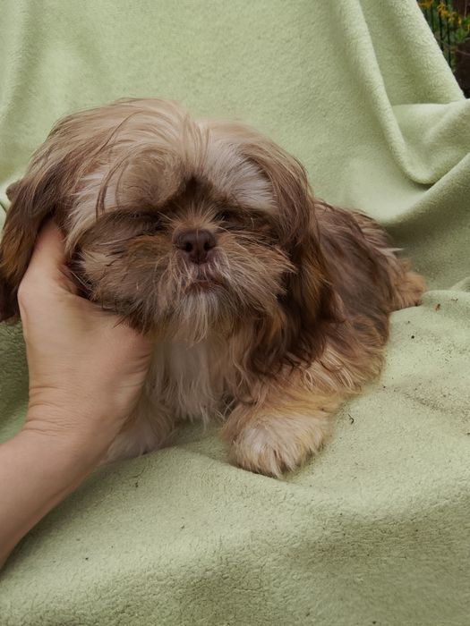 Suczka gotowa do odbioru 4 miesiące Shih tzu
