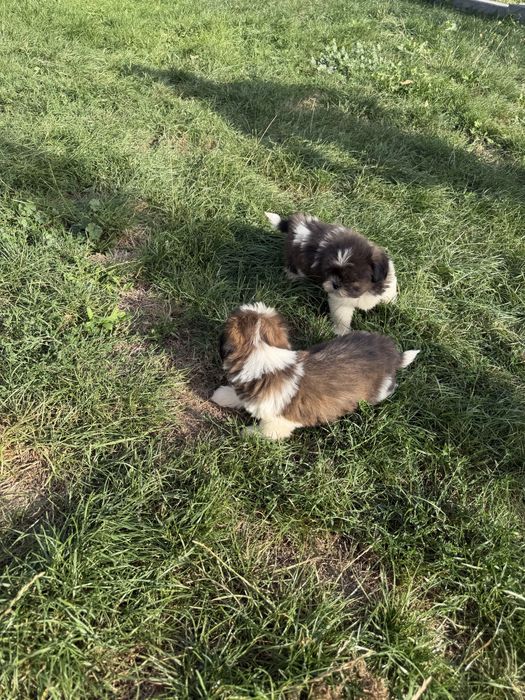 Śliczny Piesek Shih-Tzu Gotowy Do Odbioru,Metryka,Książeczka,Chip !!