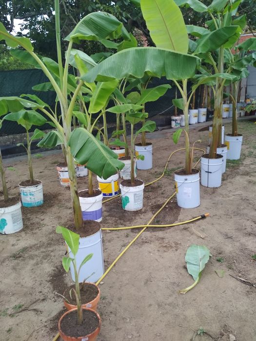 Bananeiras envasadas p/ venda