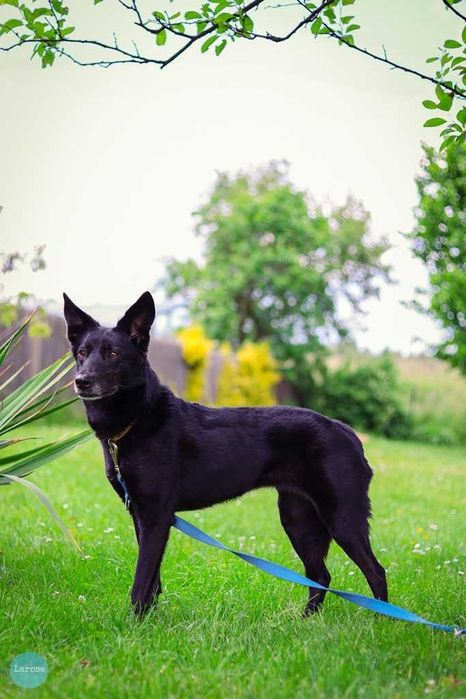 Stella jest z nami kilka lat. To urocza psinka która