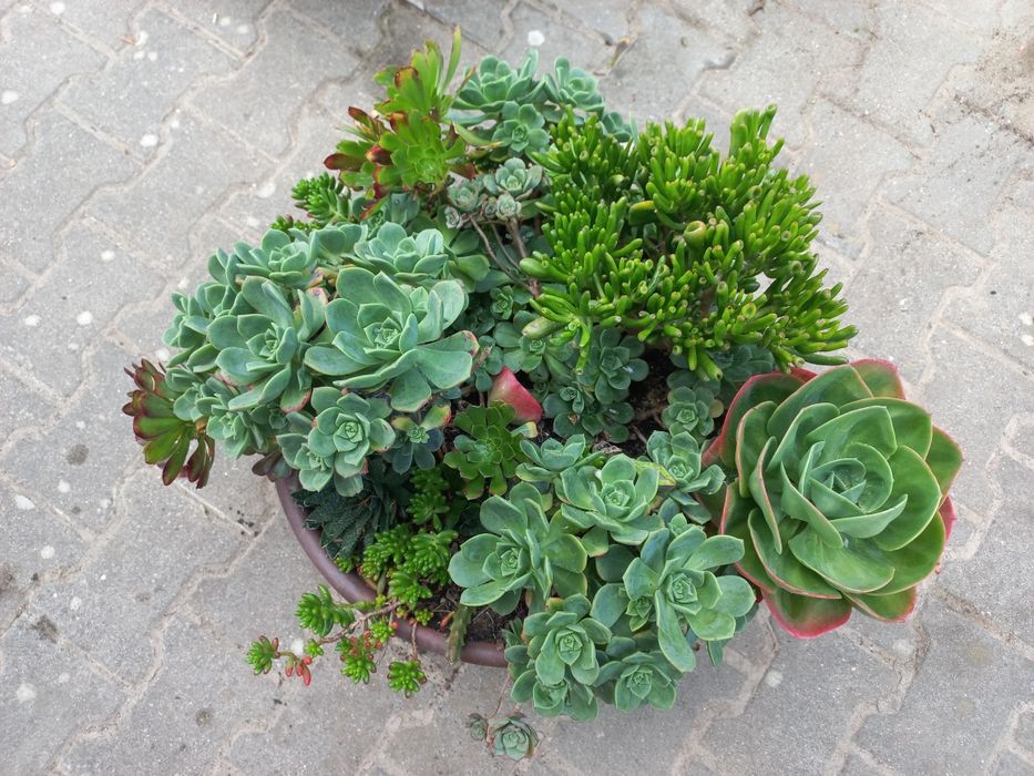 Suculentas Em Vaso Grande