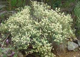 vendo sementes tomilho serpão,capitata e betica