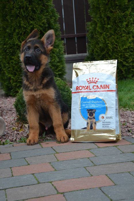 Цуценята німецької вівчарки