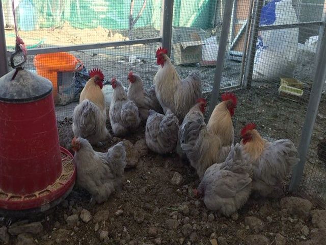 Яйце на інкубацію від породистих курей. Кохінхін ізабелла, мармуровий.