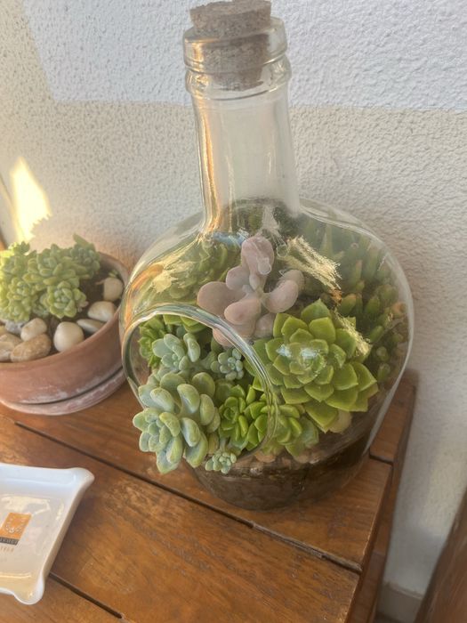 Arranjo suculentas