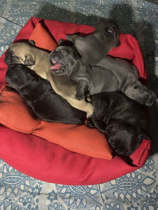 Щенки Французкого бульдога. З документами