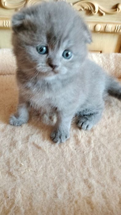 Кошенята котенята