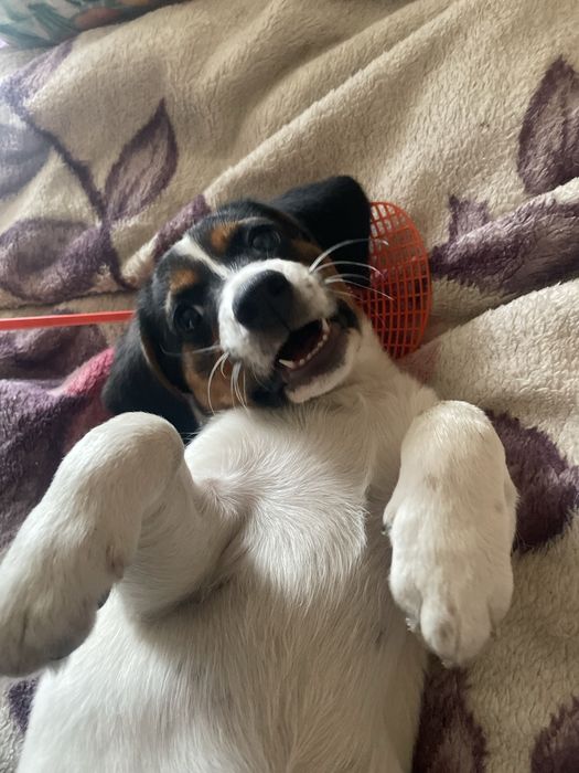 Oddam suczke rasy beagle