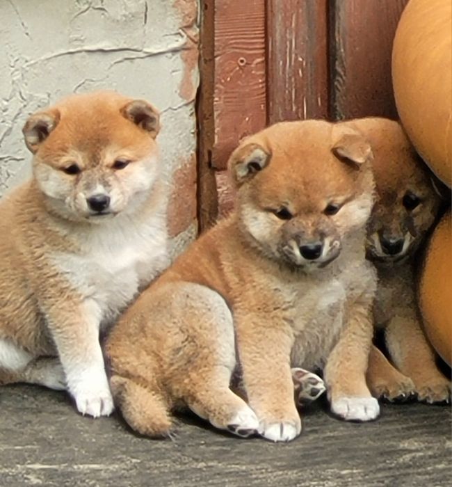 Shiba inu wzorcowe
