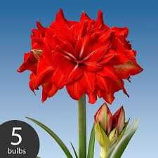 Амариліс - гіпеаструм - кімнатна лілія