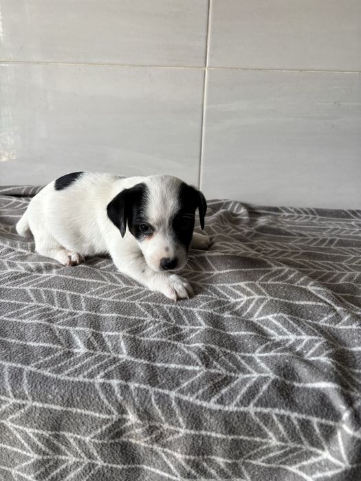 Jack Russell macho pelo curto