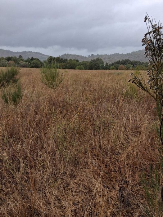 Terreno rustico com regadio do zêzêre para venda I Trigais