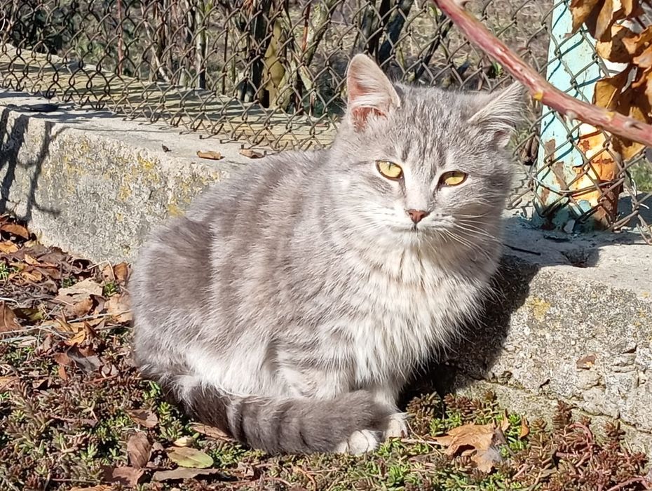 Отдам котёнка в добрые руки