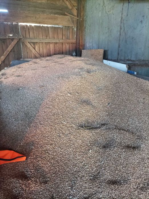 Sprzedam pszenicę ozimą lub mix jarej z owsem plus 2worki gratis w workach 25 kg lub luzem