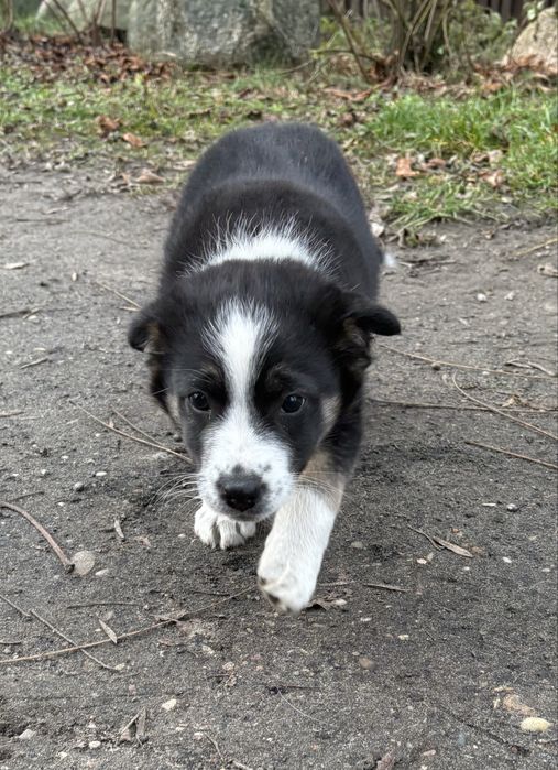 Oddam 2-miesięcznego pieska