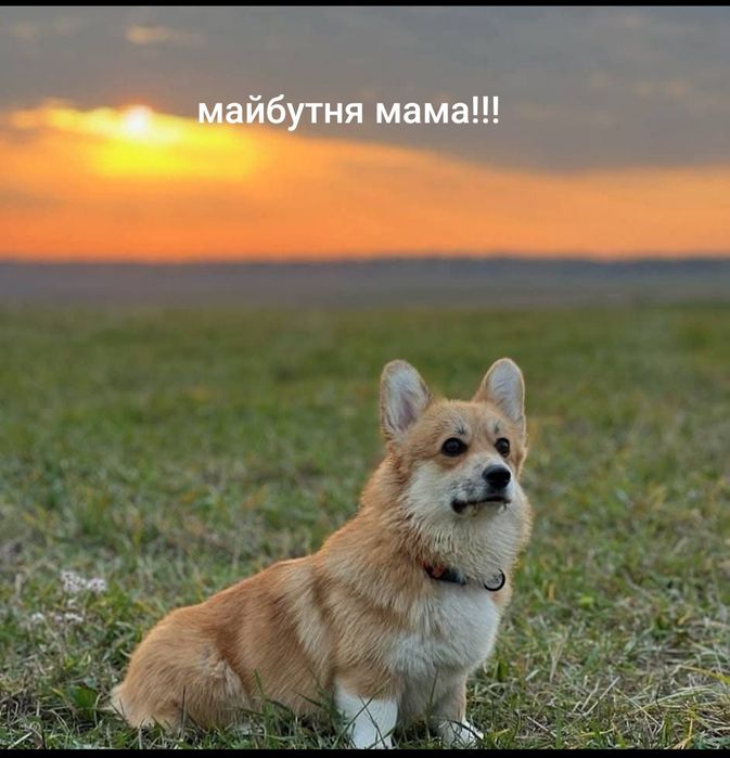 Вельш Коргі Пемброк