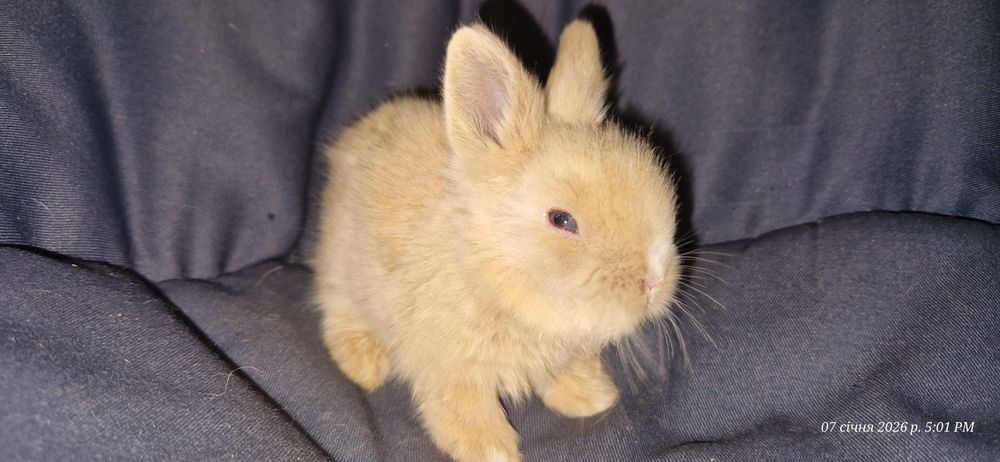 Кролик декоративний . Кролики .