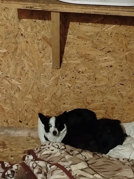 6 kg sunia w typie corgi szuka domu