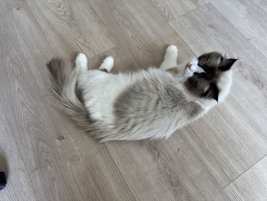 Kot rasy ragdoll
