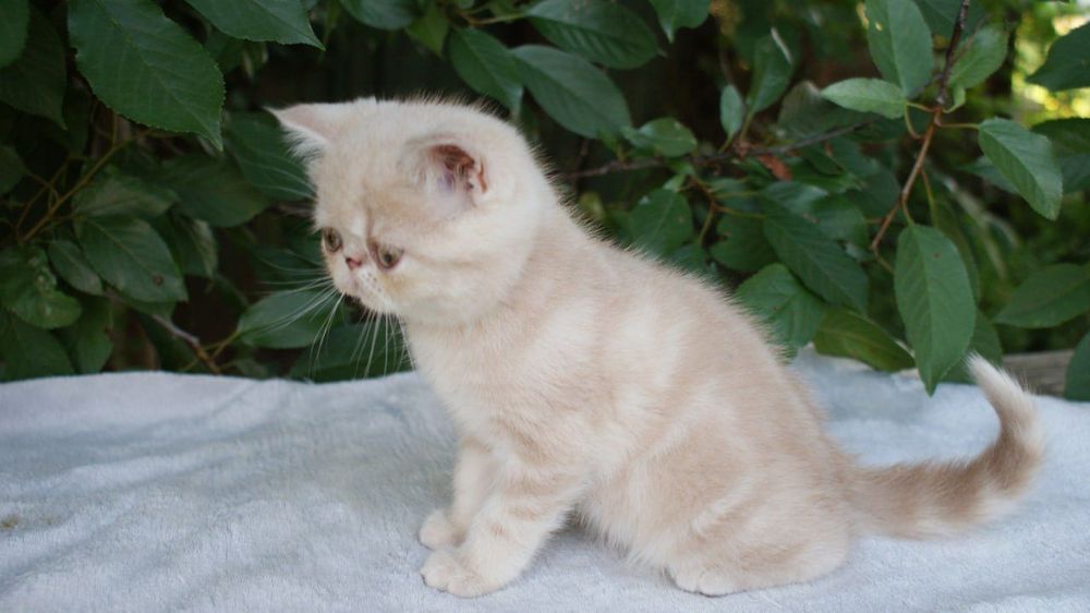 Кішка екзотична короткошерсна