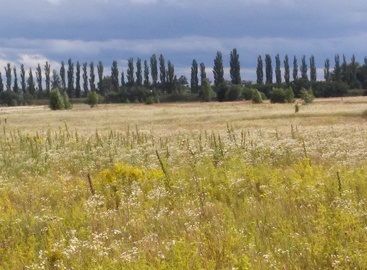 Продам земельну ділянку в Київскій обл., Бородянький р-н, с. Дружня