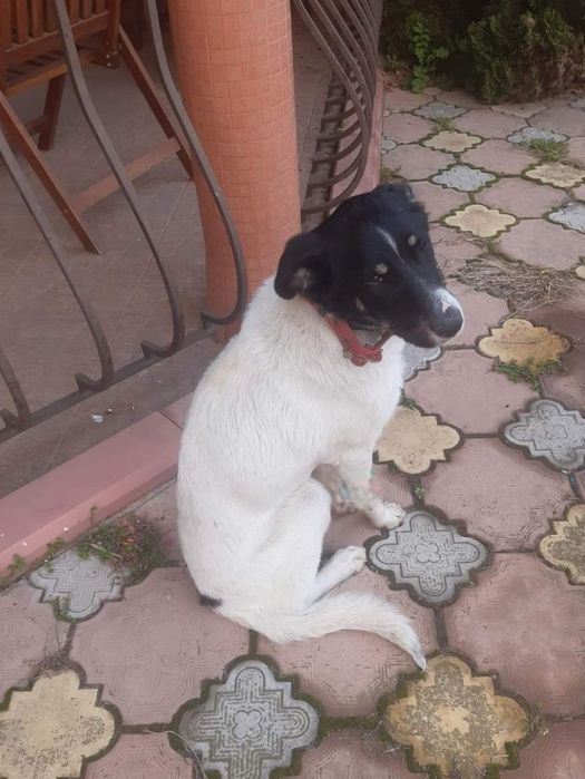 Отдам даром в добрые руки собачку