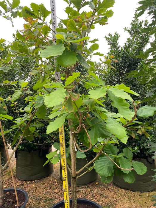 Dąb zębaty Sir Harold Hillier