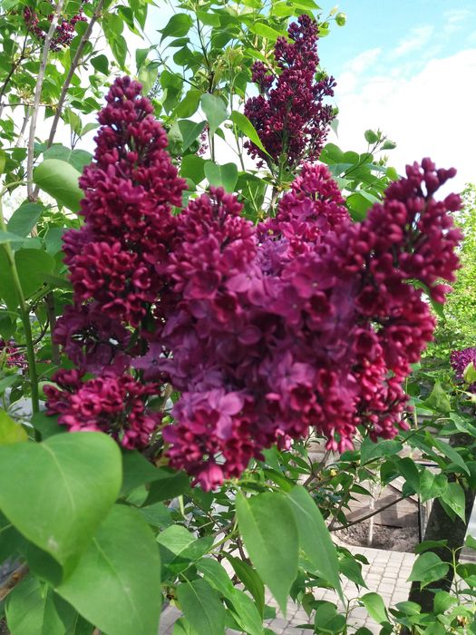 Сирень саженцы. 2-3 летние. Бузок.