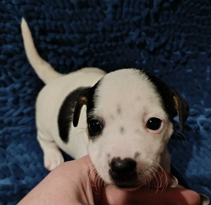 Джек Рассел малюки