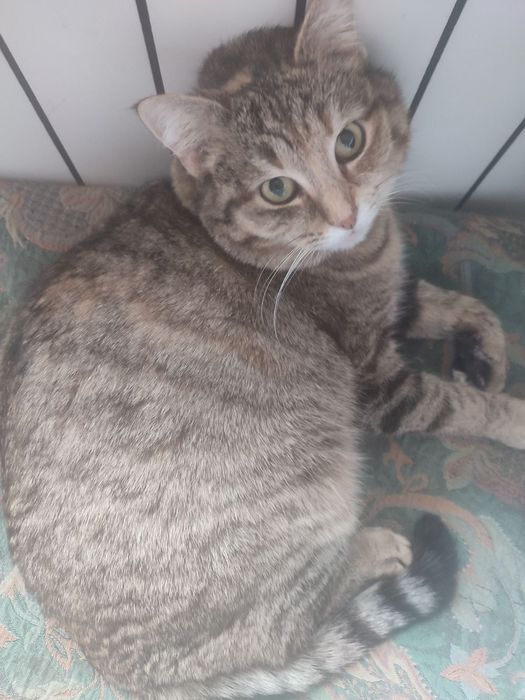 Кошечка муркотунка