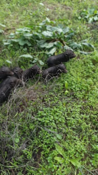 Porcos Vietnamita ( Mini Pig )