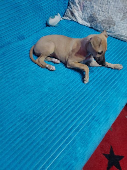 Chart Angielski Whippet suczka