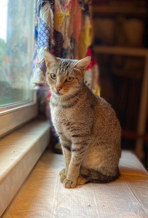 Kotka do adopcji
