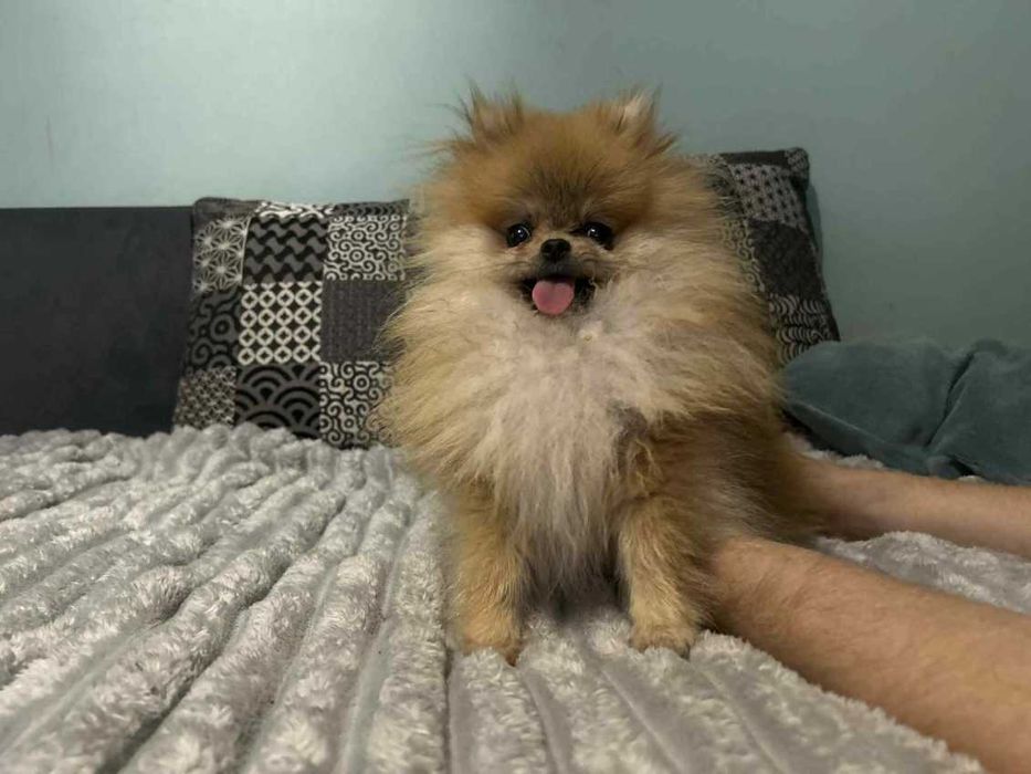 Szpic miniaturowy pomeranian FCI