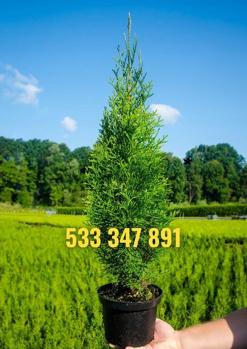 Tuja tuje szmaragd 50 - 70 cm  dostawa gratis