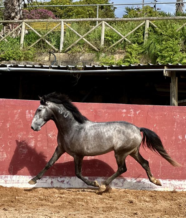Cavalo Lusitano Puro,  Veiga !