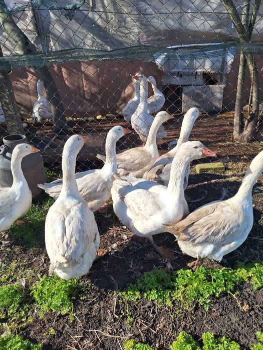 Інкубаційні яйця гусей мамуів